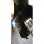 Russische Armee Pelzmütze photo review