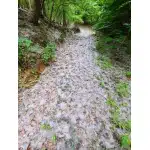 Leichte Trainingsstiefel aus Kunstwildleder in Armeegrün photo review