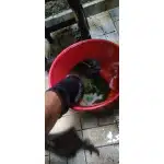 Army Black – Wasserdichte Militärsocken photo review