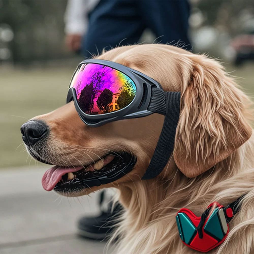Militär-Hundebrille – Bild 2